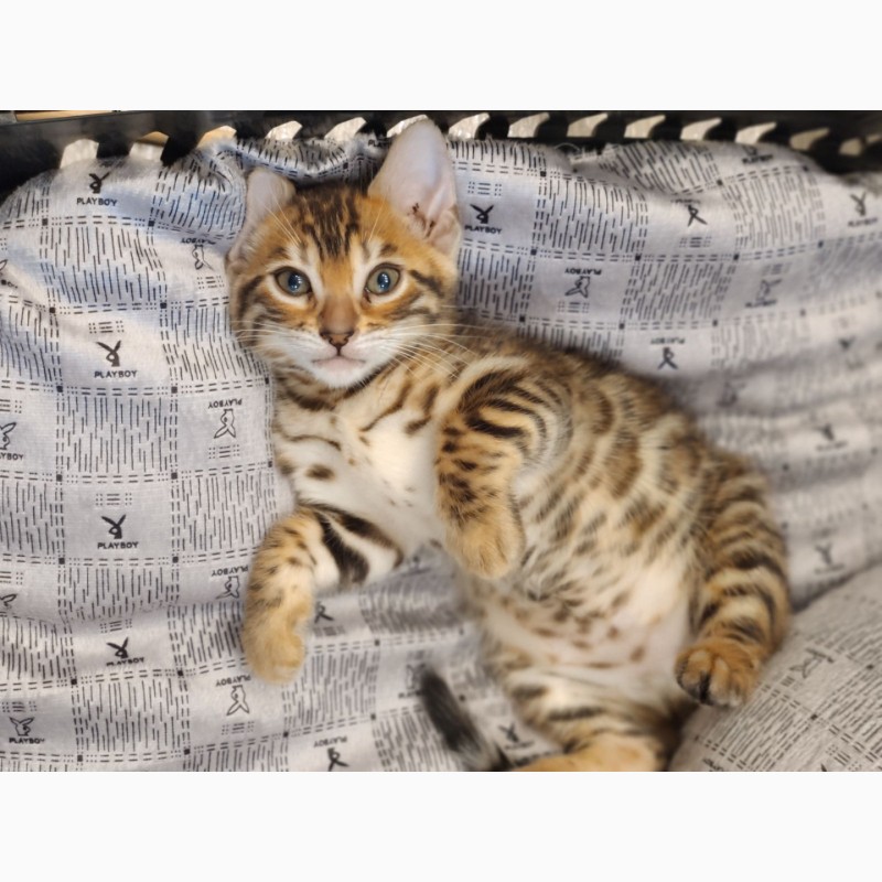 Фото 2/4. Бенгальский котенок, бенгал, розетка на золоте