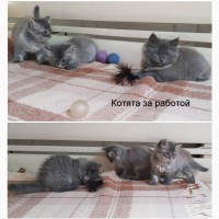 Сибирские котята в добрые руки