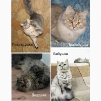 Сибирские котята в добрые руки