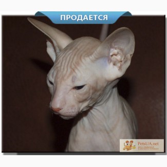 Вы можете купить котенка сфинкса в питомнике. Украина, Донецкая область, Мариуполь.