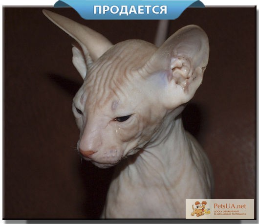 Вы можете купить котенка сфинкса в питомнике. Украина, Донецкая область, Мариуполь.