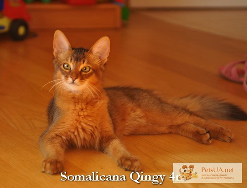 Фото 1/1. Котенок сомали шоу-класса, котик дикого окраса котенок сомали