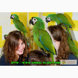 Говорящие попугаи