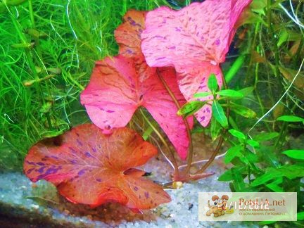 Самое красивое аквариумное растение Красная тигровая нимфея.