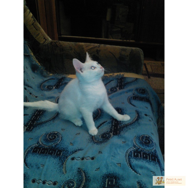 Фото 1/1. Продам котенка Турецкая Ангора, мальчик. Возраст 3 месяца.