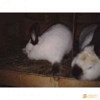 Продам кролики из европи 2013 здорови