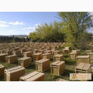 Продам 200 4-ох рамочных пчелопакетов, с высокопродуктивными матками 2012 года