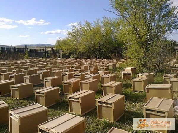 Фото 1/1. Продам 200 4-ох рамочных пчелопакетов, с высокопродуктивными матками 2012 года