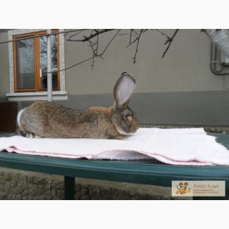Кролики бельгийский великан обр ризен фландр