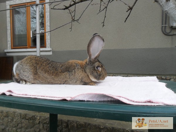 Фото 1/1. Кролики бельгийский великан обр ризен фландр