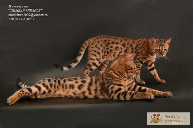 Фото 1/1. Бенгальские котята. Домашний мини-леопард.