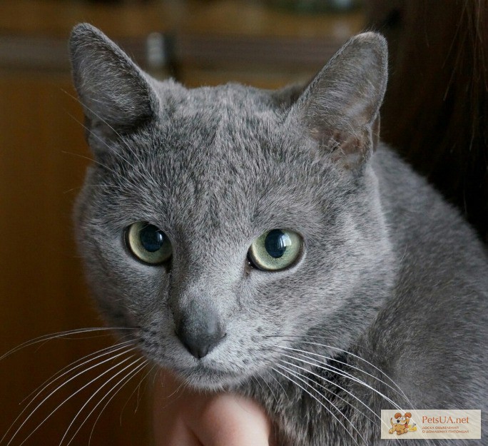 2 года кот русский голубой