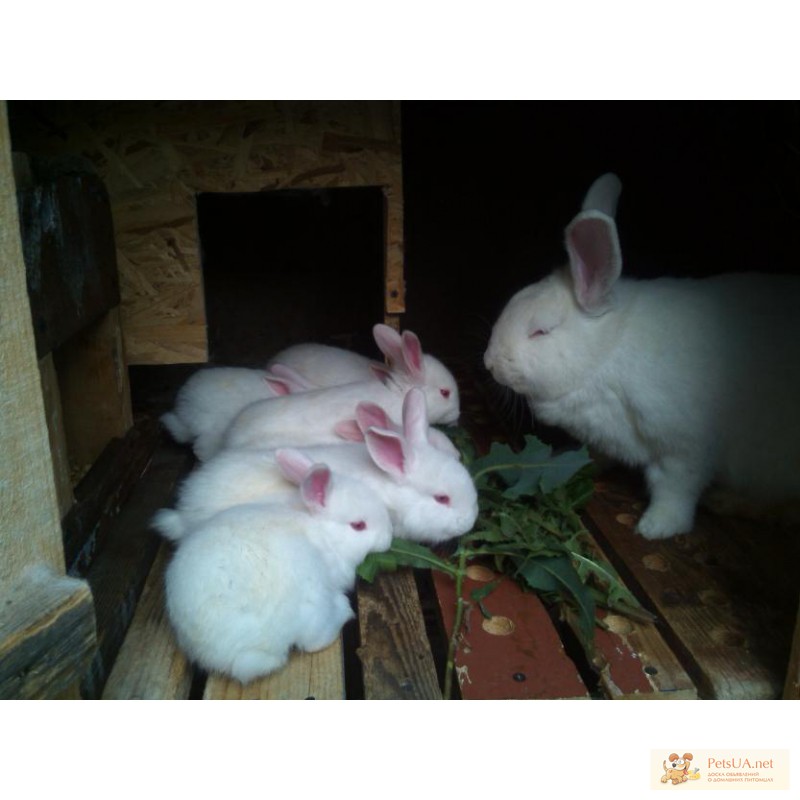 Фото 1/1. Кролики породы новозеландская-белая
