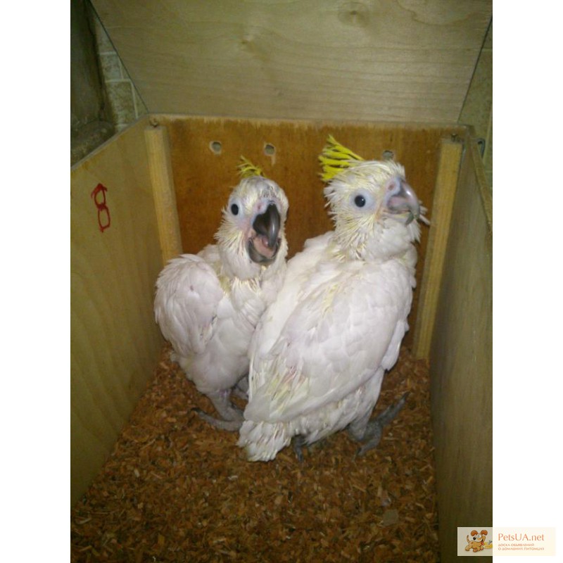 Продам птенцов какаду выкормышей (желтохохлый,Эллеонора)