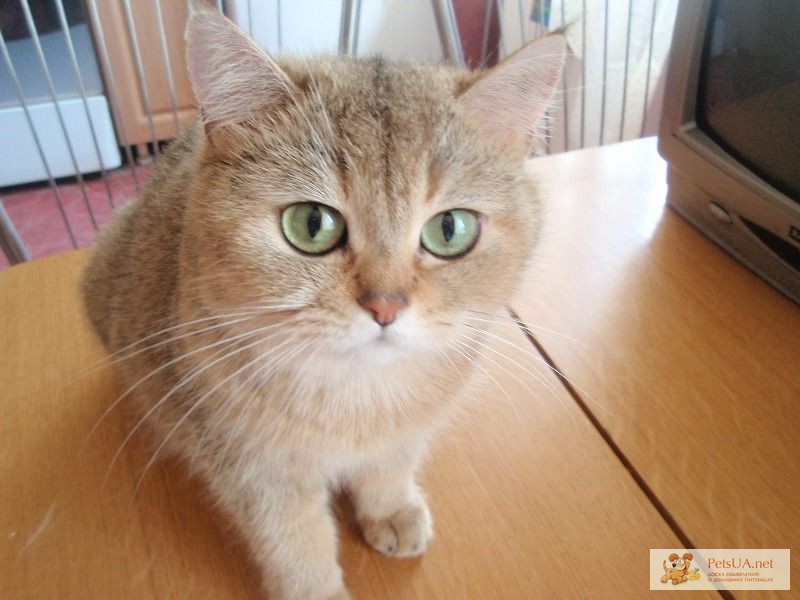 Фото 1/1. Британские котята шиншиллового окраса
