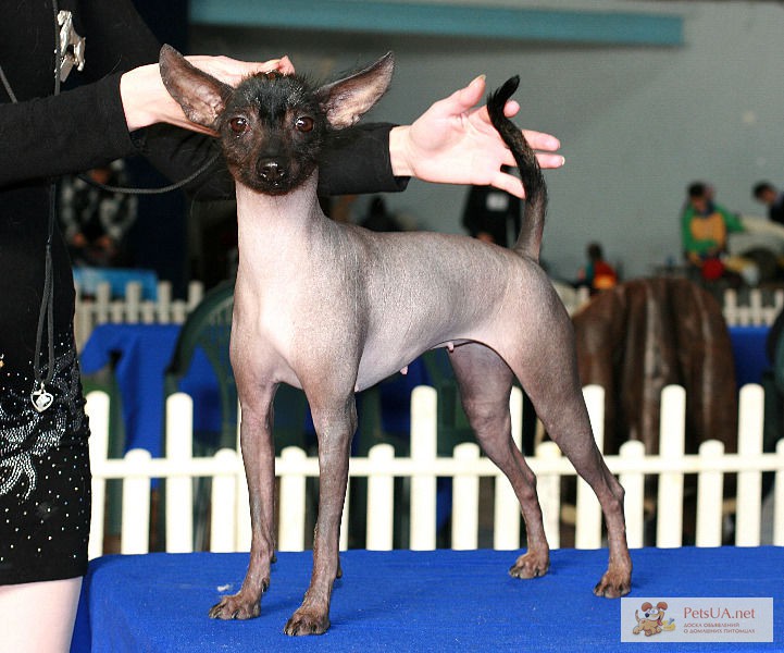 Фото 1/1. Предлагаю щенков мексиканской голой собаки миниатюра.