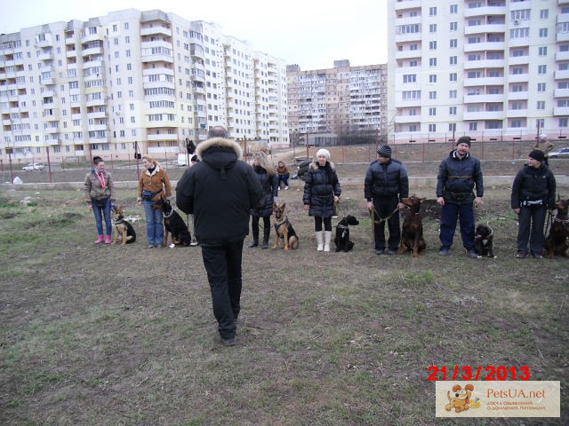 Фото 3. Дрессировка собак г. Одесса, пос. Котовского