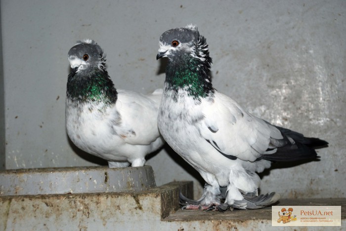 Таджикские голуби. Голуби Таджикистана бойные. Таджикские голуби бойные. Голуби породы Лалаки воки. Голуби Таджикистана Лалаки.