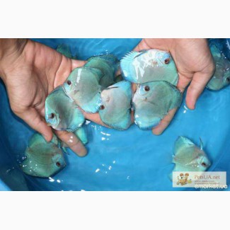 Продам дискусов и другую аквариумную рыбку, оптовая продажа аквариумной рыбки