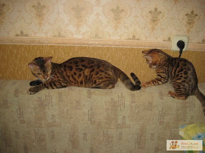 Фото 1/1. Бенгальские леопардовые котята