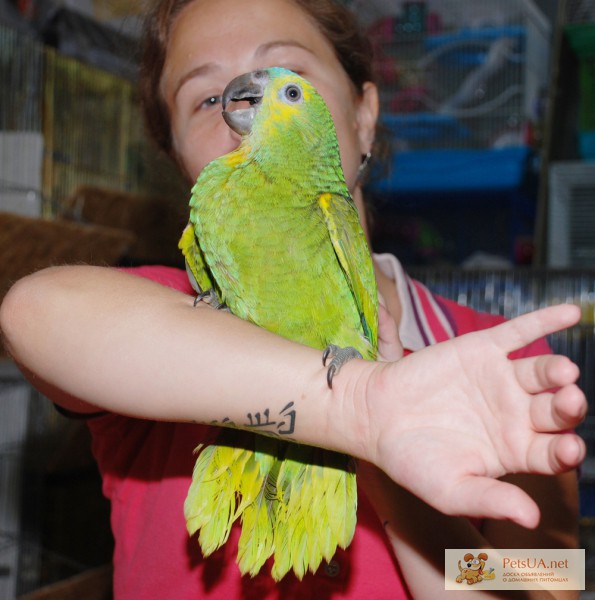 Говорящий большой самый умный попугай Амазон