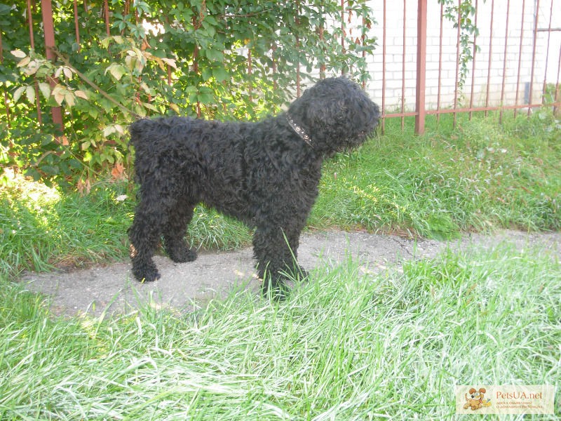 Фото 1/1. Подрощенный щенок Русского чёрного терьера.