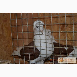Продам краснадарских голубей краснадарские голуби