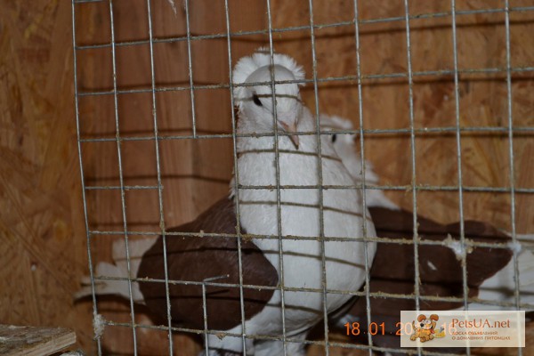 Фото 1/1. Продам краснадарских голубей краснадарские голуби