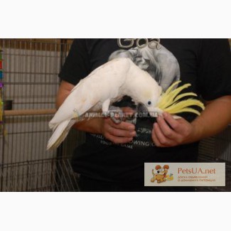 Какаду, самый ласковый и нежный попугай в мире