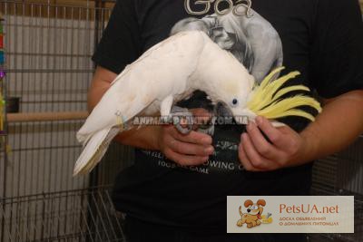 Фото 1/1. Какаду, самый ласковый и нежный попугай в мире