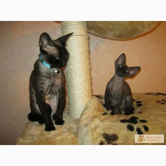 Продам котика породы Девон-Рекс
