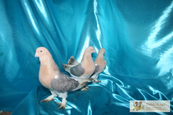 Фото 1/1. Продаю бойных голубей Турция-Ирак