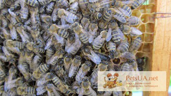 Продам елітні бджоломатки карпатки Продам з травня по вересень високоякісні плідні мічені