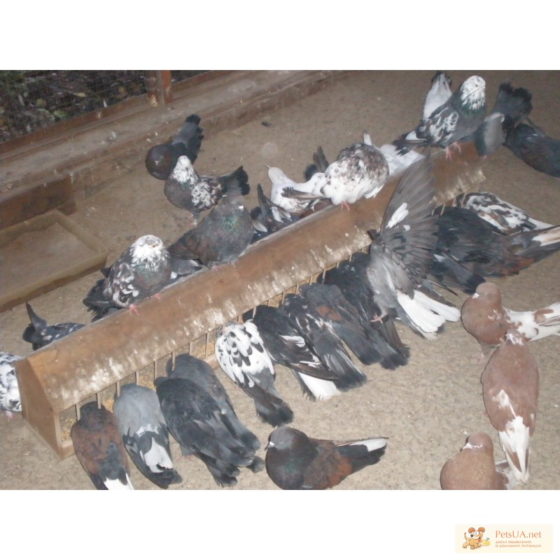 Фото 2. Продам голубей летных пород