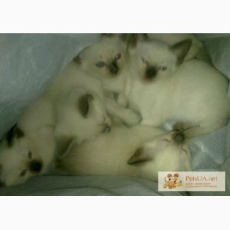 Котята сиамские(тайские) на продажу