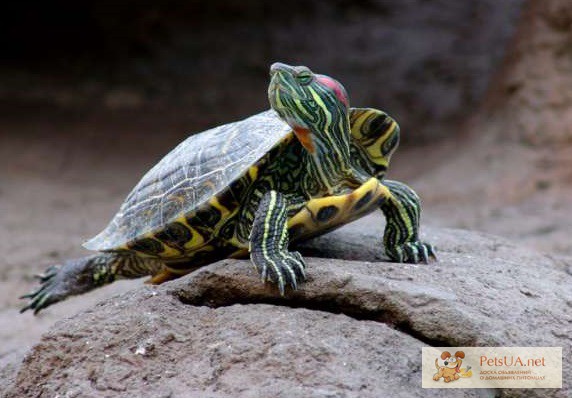 Фото 2. Продаю красноухую черепаху