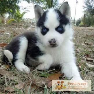Lovely Siberian Huskies TEXT/CALL (240) 542-7453