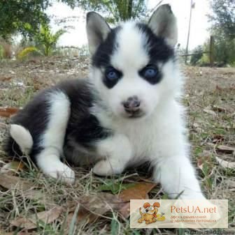 Фото 1/1. Lovely Siberian Huskies TEXT/CALL (240) 542-7453