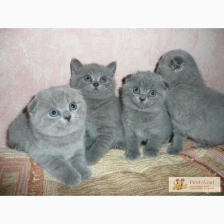 Британские плюшевые котята в Днепропетровске