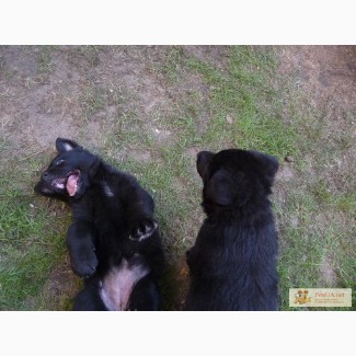 Черные и чепрачные щенки немецкой овчарки в Ирпене