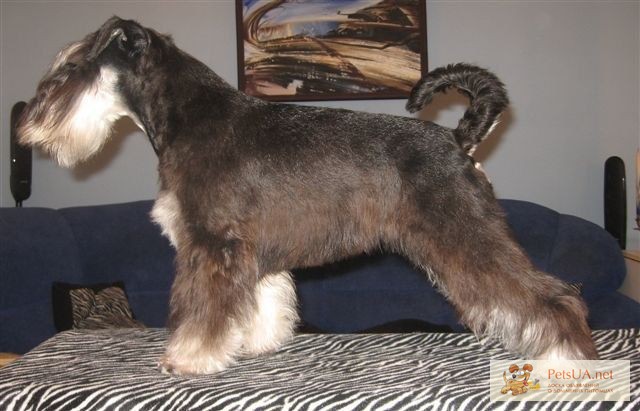 Фото 1/1. Цвергшнауцер- самая маленькая служебная собака в мире!