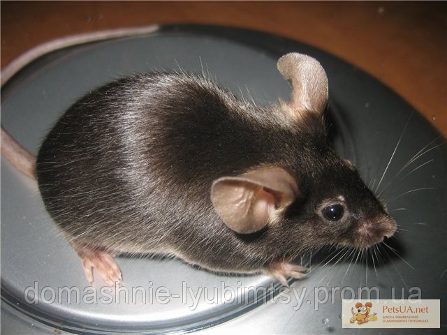Фото 2/3. Крысы и мыши декоративные . Хомяки.