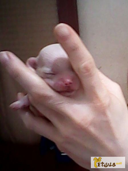 Фото 1/1. Продам щенка мини Мальтийская болонка. Доставка по Украине