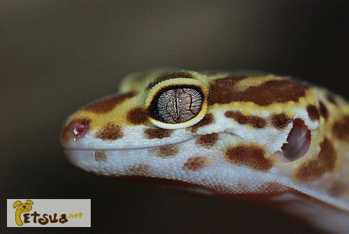 Фото 1/1. Леопардовый геккон (пятнистый эублефар), Eublepharis macularius