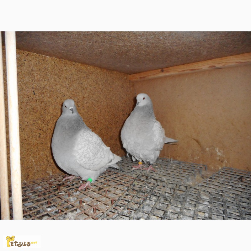 Фото 13. Продай голубей