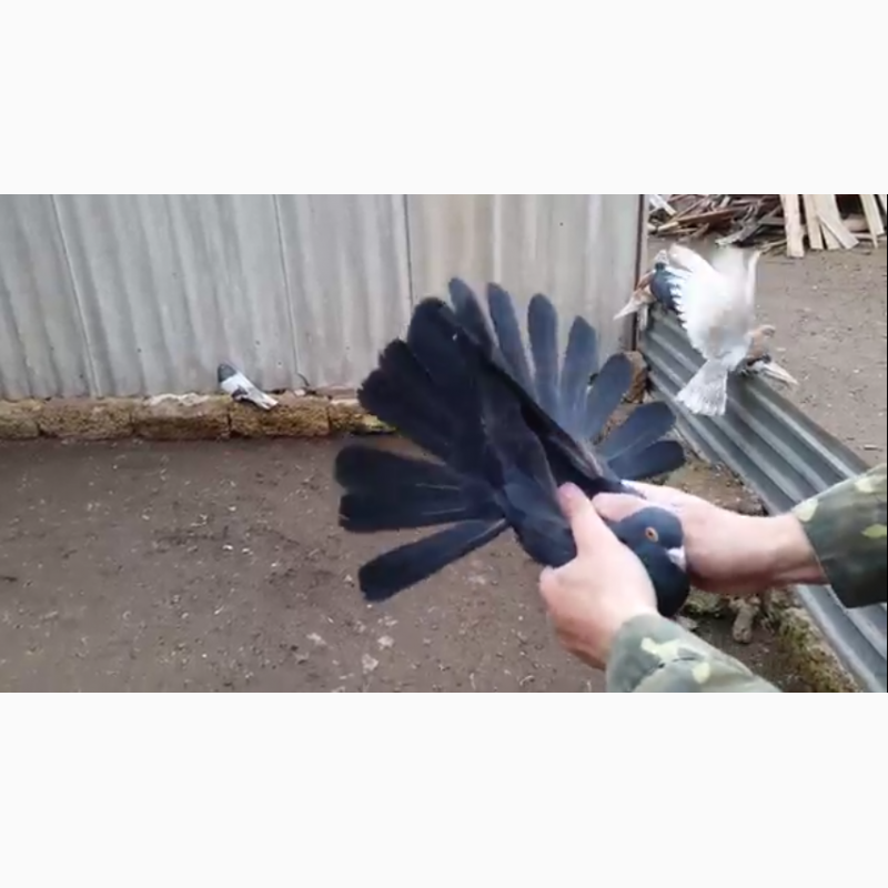 Фото 3. Продам Николаевских голубей разных мастей