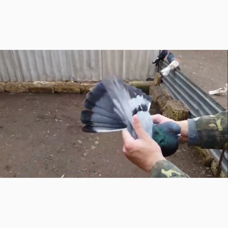 Фото 4. Продам Николаевских голубей разных мастей