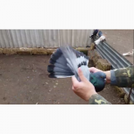 Продам Николаевских голубей разных мастей