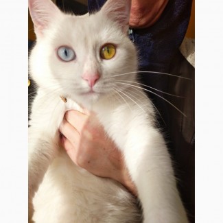 Гладкошерстного кота или кошечку с разным цветом глаз