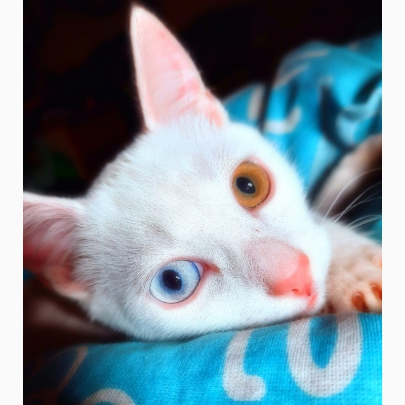Фото 2/5. Гладкошерстного кота или кошечку с разным цветом глаз